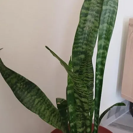 Apartamento Vibes Rent