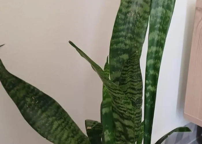 Apartament Vibes Rent